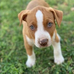 Meet your Posher, Nix